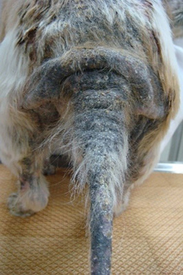 꼬리탈모 강아지 사진