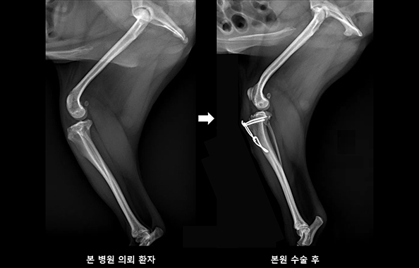 슬개골 내측 탈구 교정술 수술 전 및 수술 후 사진