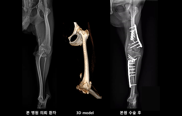 슬개골 내측 탈구 4기 교정술 수술 전 및 수술 후