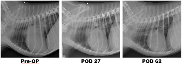 pre-op,pod 27,pod 62