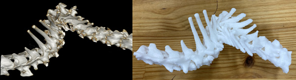 CT scan 을 통한 3D 재건 (왼쪽) 과 3D model 제작 (오른쪽)